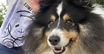 nelsa pet sitter à CERNEX 74350_2