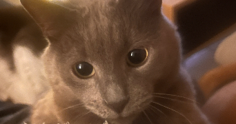 magaly pet sitter à GRENOBLE 38000_1