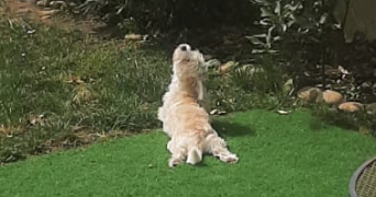 ines dog sitter à STRASBOURG 67000_4