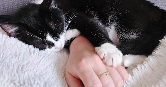 constance pet sitter à St Chamond  42400_0
