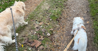 anna-louise pet sitter à BOULOGNE BILLANCOURT 92100_4