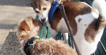 marina pet sitter à PARIS 17 75017_8