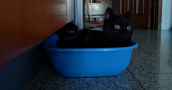 ana pet sitter à VELIZY VILLACOUBLAY 78140_5