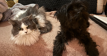 olivia pet sitter à CHALON SUR SAONE 71100_6