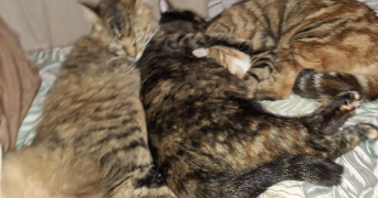 guy pet sitter à LE CANNET 06110_1