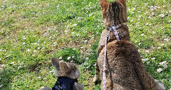 Eva pet sitter à CARRIERES SOUS POISSY 78955_7