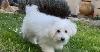 duane pet sitter à LE PLESSIS BOUCHARD 95130