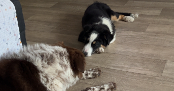 emeline pet sitter à HAGUENAU 67500_3