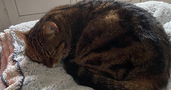 elisa pet sitter à LE MANS 72000_2