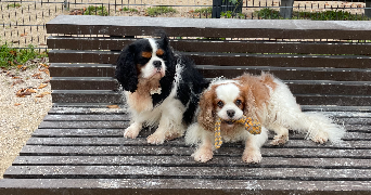 elisa pet sitter à SARAN 45770_5