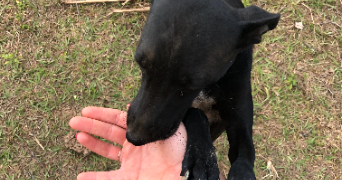 sabrina pet sitter à VILLIERS SUR MARNE 94350_2