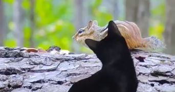 manon pet sitter à TOURCOING 59200_8