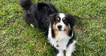 clara pet sitter à ST LAURENT DU VAR 06700_3