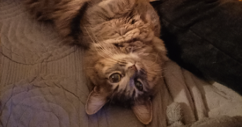 maud pet sitter à VILLENEUVE LA GUYARD 89340_0