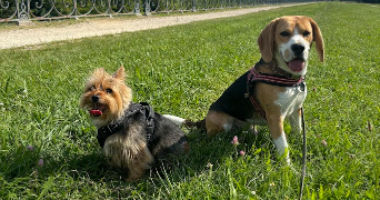 stéphanie  pet sitter à ST GERMAIN EN LAYE 78100_9