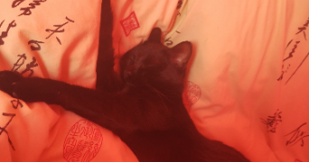 enora pet sitter à PLERIN 22190_2