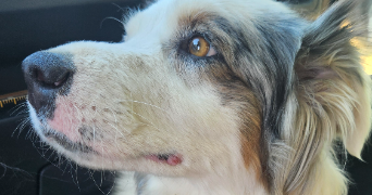 alice pet sitter à CHATEAU GONTIER SUR MAYENNE 53200_9