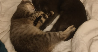 marianne pet sitter à ST DENIS 93200_2