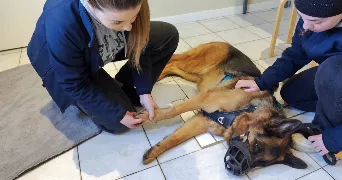 faustine pet sitter à MACOGNY 02470