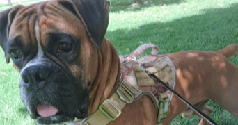 heidi pet sitter à CHEVILLY LARUE 94550_2