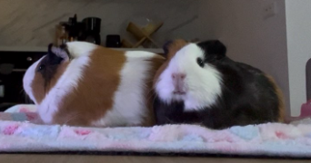 nolan et ophelie pet sitter à NANCY 54000_1