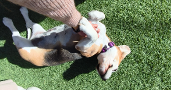 flora pet sitter à SALON DE PROVENCE 13300_5