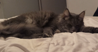 florence pet sitter à RIORGES 42153_9
