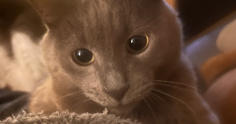 magaly pet sitter à GRENOBLE 38000_7