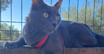 celine pet sitter à LE LUC 83340_2