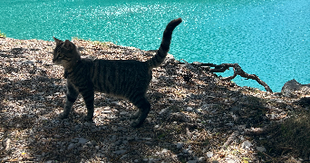 nolwenn pet sitter à VANNES 56000_6