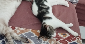 ismael pet sitter à SANNOIS 95110_4