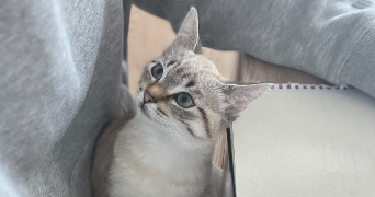 léna pet sitter à LANNILIS 29870_0