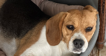 maureen pet sitter à LA GARENNE COLOMBES 92250_1