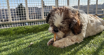 delphy pet sitter à VILLEURBANNE 69100_1