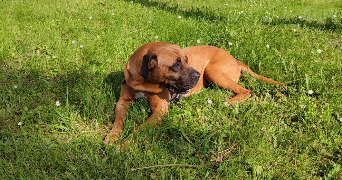 monica pet sitter à RENNES 35200_3