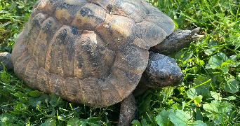 othilie pet sitter à MONTPELLIER 34000_1