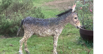 sarah pet sitter à MONTGEROULT 95650_0
