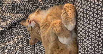 lisa pet sitter à PESSAC 33600_1