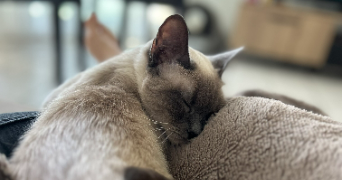 ikram pet sitter à ST JEAN 31240_0