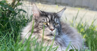 lana pet sitter à MORMANT 77720_2