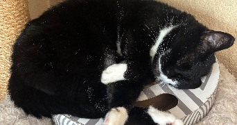 louis et jéromine  pet sitter à PARIS 10 75010_9