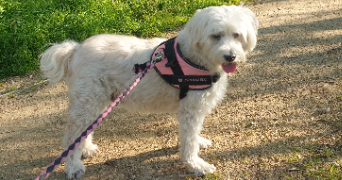 delphine pet sitter à LE VESINET 78110_3