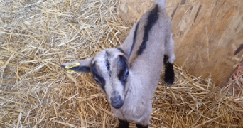 cécile pet sitter à belmont de la loire 42670_0