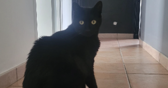 line pet sitter à AUBIGNY LES CLOUZEAUX 85430_2