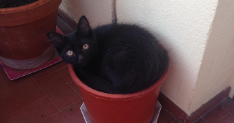 natacha pet sitter à BUSSY ST GEORGES 77600_2