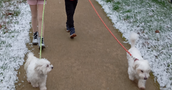 anne-sophie pet sitter à LA CHEVROLIERE 44118_12