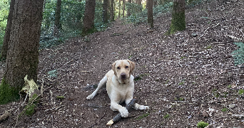 océane pet sitter à PLEYBEN 29190_8