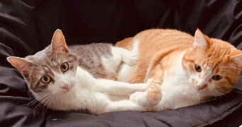 alexane pet sitter à BEAUVALLON 69700_2
