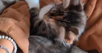 joliana pet sitter à NANTEUIL LE HAUDOUIN 60440_2