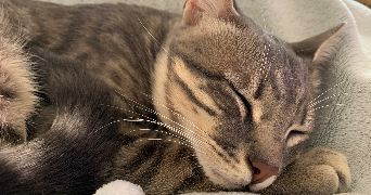 carla pet sitter à LE HAILLAN 33185_1